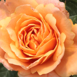 Kупить В Интернет-Магазине - Poзa Априкот Клементин® - оранжевая - Миниатюрные розы лилипуты  - роза без запаха - Ганс Юрген Эверс - Благодаря неповторимой расцветке и компактному виду роза прекрасно подходит для оформления клумб.
